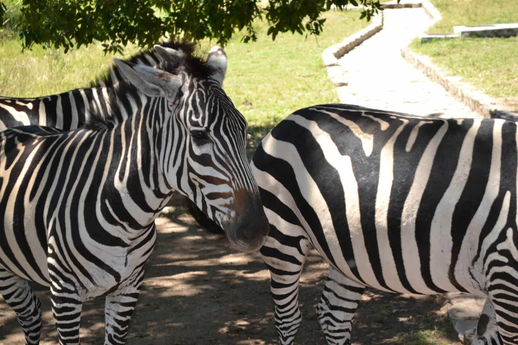 Zebra from the Saanane Island National Park