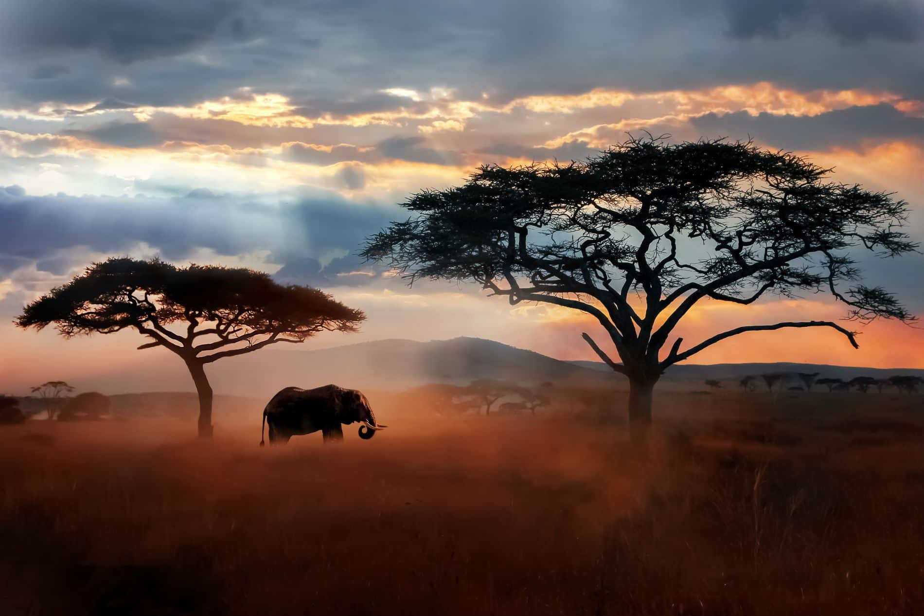 A wild life panorama with an elephant between trees