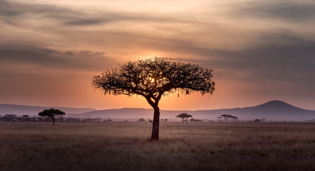 A tree picture in the middle of the wild during sunset