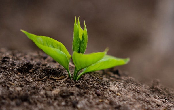 A plant growing in its natural soil habitat