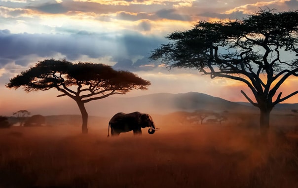 A wild life panorama with an elephant between trees